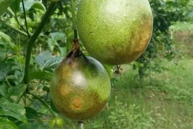 百香果水溶肥用哪种比较好？种植百香果要注意什么？