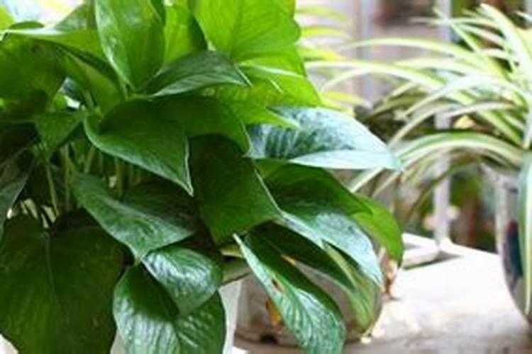 苹果树施肥的方法