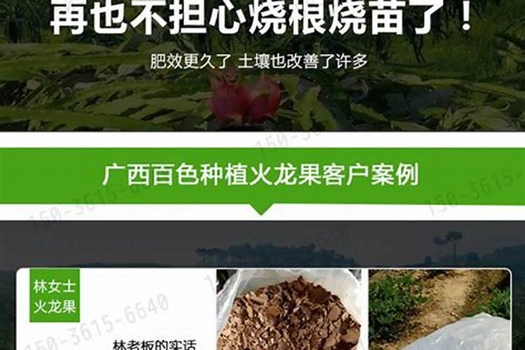 沙糖桔叶子发黄是什么原因