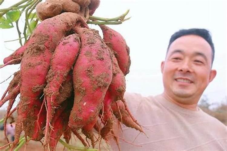 红薯片不开裂最简单三个步骤