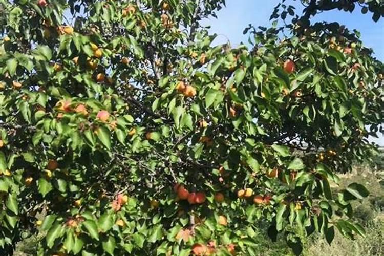 稻瘟灵的作用,可以与什么农药复配,什么时候打好