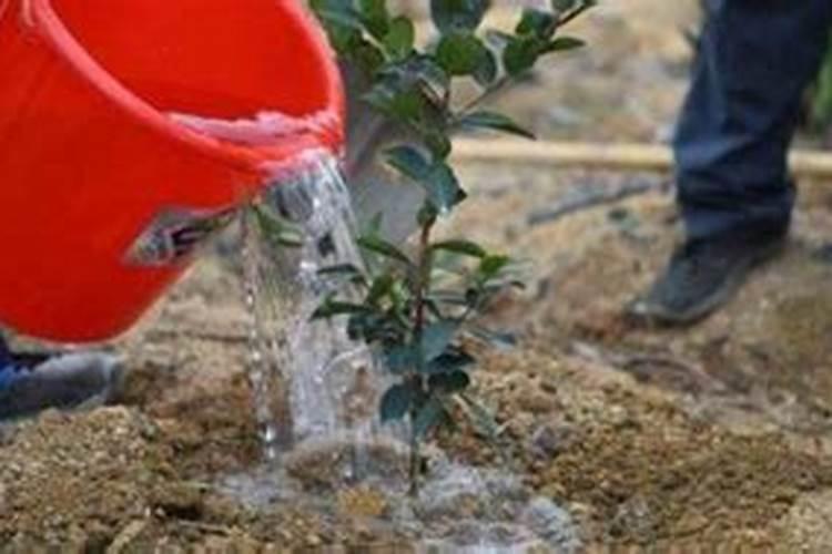 下雨撒复合肥几天能吸收？