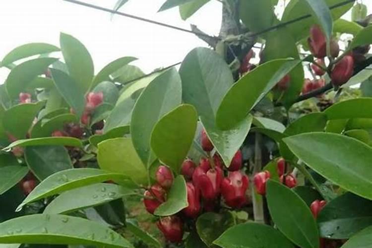 梅花要怎样施肥？