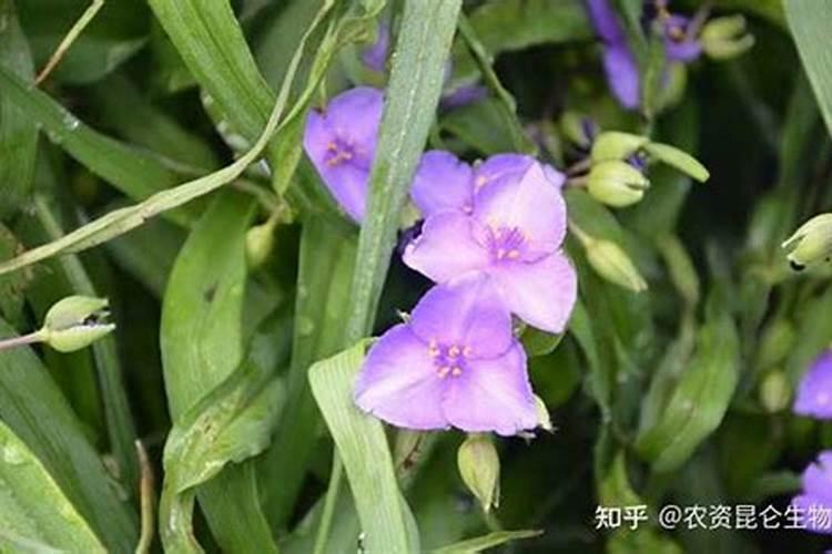 白芨壮根膨大素怎样用？白芨用什么叶面肥？白芨叶面肥喷施昆仑风百度知 ...