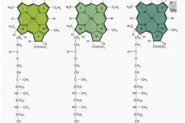 中量元素水溶肥料叶绿素有害吗？