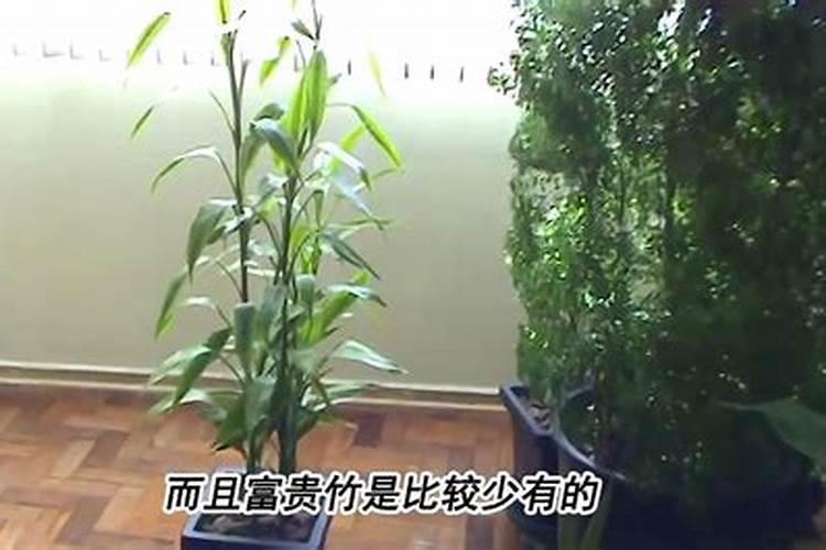 水培富贵竹能放几粒复合肥吗