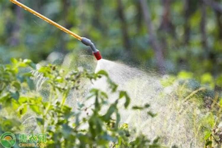 碱性肥料是哪些？碱性肥料又是什么意思？