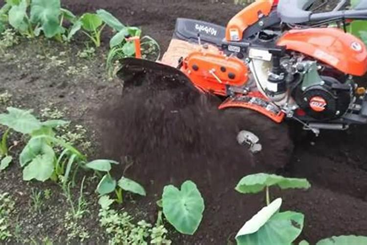 生姜种植:掌握这3点,今年轻松优质高产