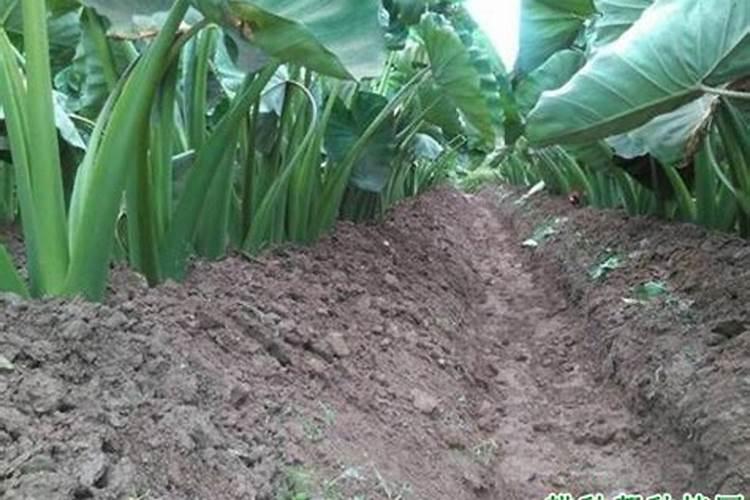 大葱移栽后两个月用什么肥料好