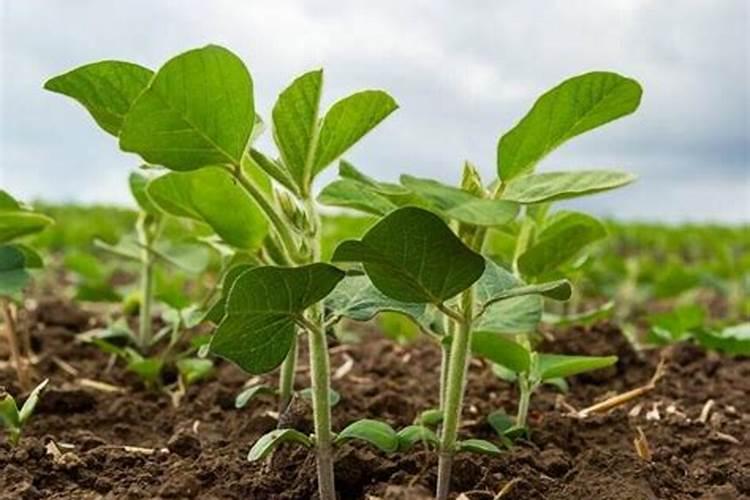 稻田养蟹水稻田施肥怎么做