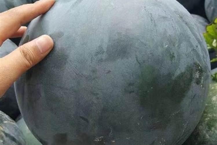 无籽西瓜需要特殊肥料吗