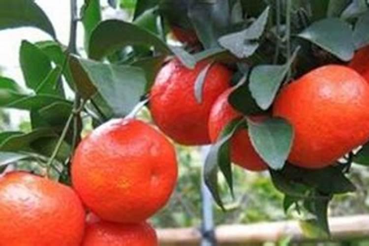 红糖加醋做叶面肥的功效