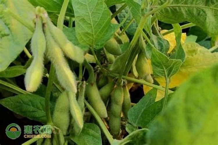 大豆结荚期用什么叶面肥