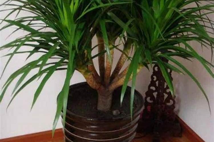 龙血树的养殖方法和注意事项