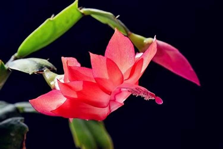 蟹爪兰一般养几年开花