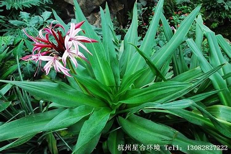 这个是什么植物？