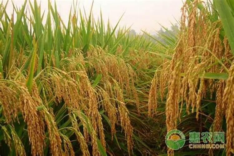 作物缺锌有何症状,锌肥对植物的效果