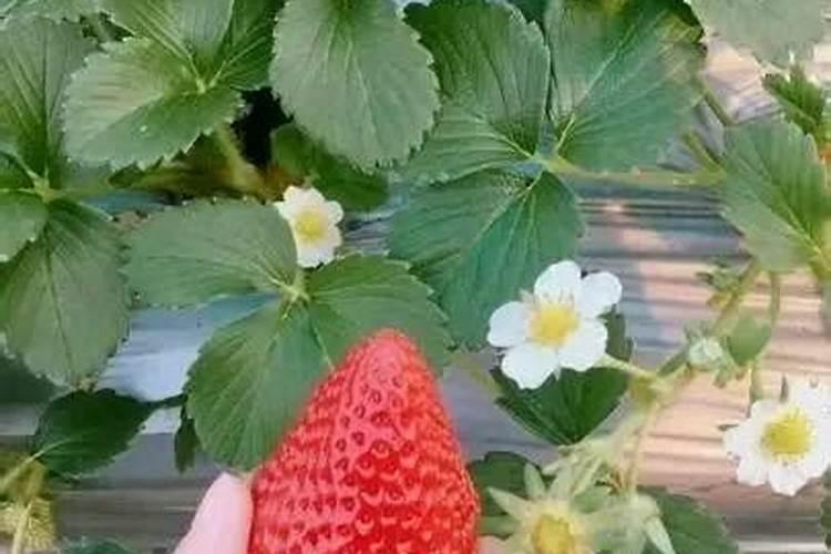 草莓结果期打什么叶面肥长的快？草莓保花保果叶面喷什么好？