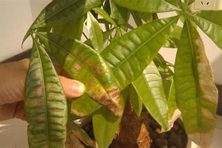 果树为什么要修剪