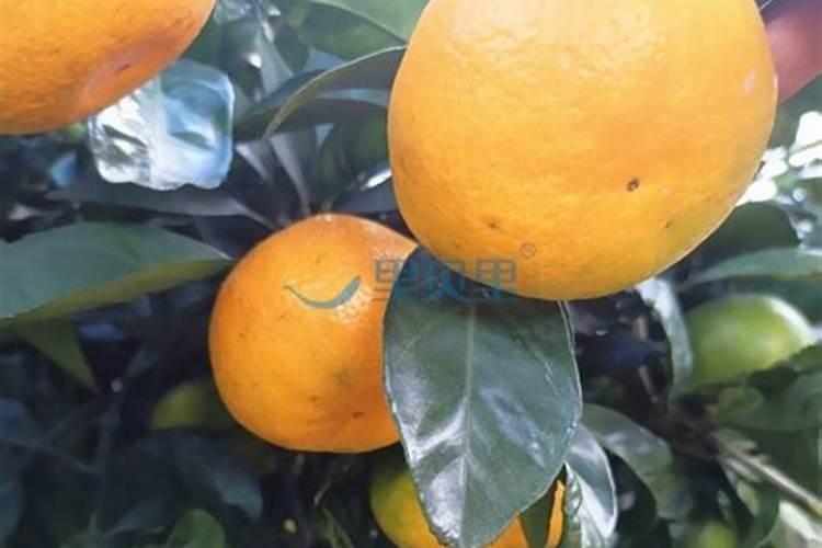 叶面肥多长时间能吸收 如何提高肥效