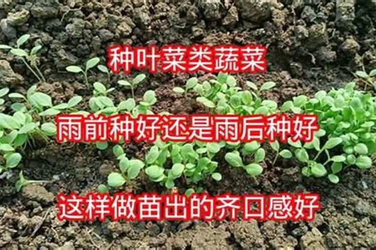 施肥是雨前还是雨后施好