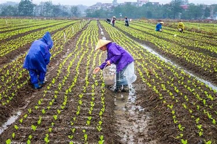 连续下雨后需要给蔬菜施肥吗