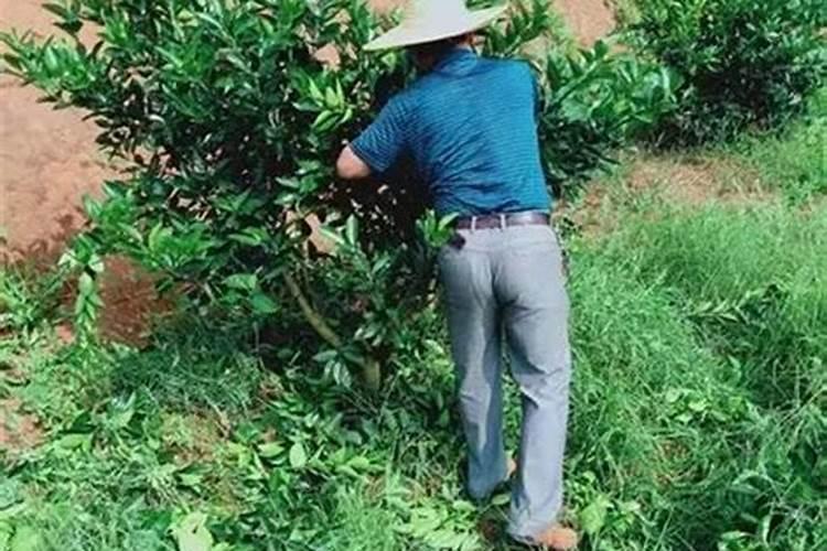 秋梢控旺用什么药