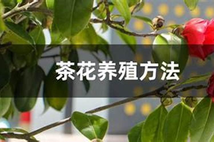 茶花开花时施什么肥？