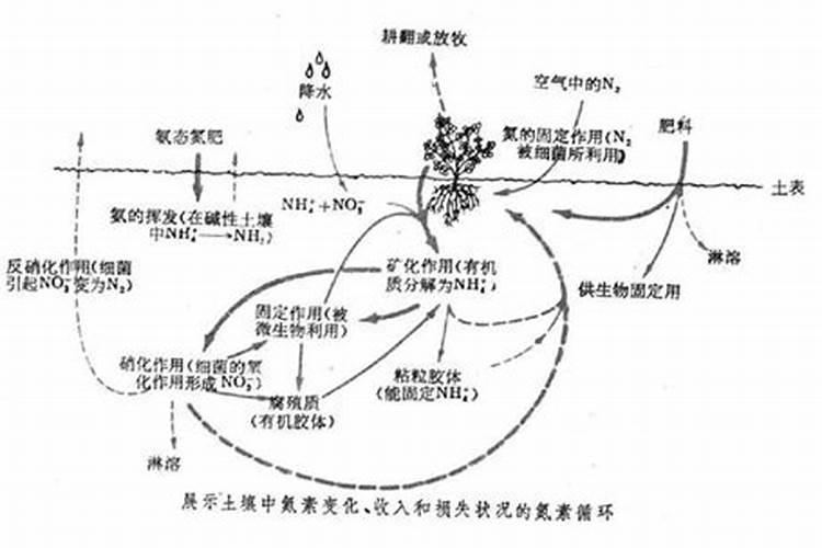 氮肥有哪些(常见氮肥可分为3种)