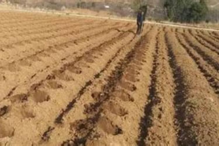 什么是大葱和韭菜钟爱的东西,时不时撒一撒？