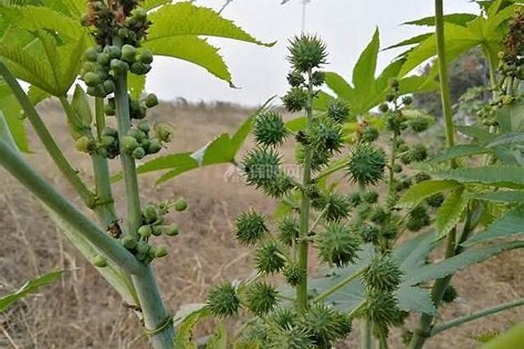 种蓖麻一亩地纯收入