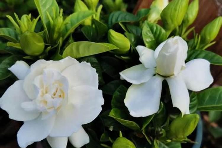 栀子花新长的叶子不太绿,怎么回事？