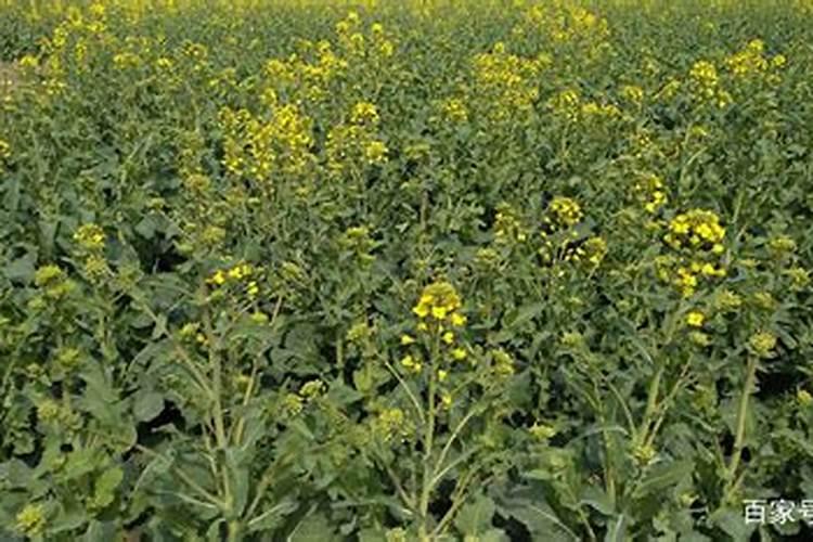 龙血树用什么肥料好？放在什么位置？