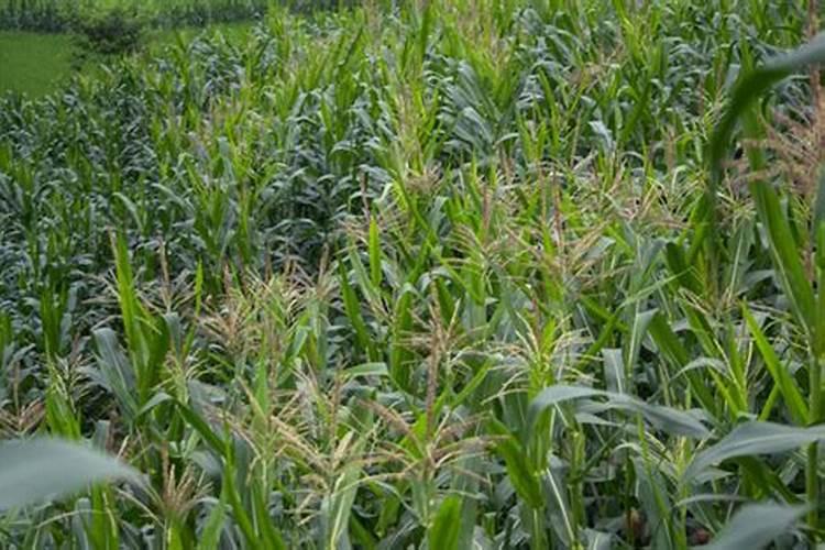 包谷吹包肥在什么时候最好？