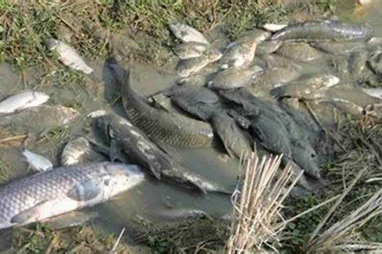 生黄豆沤肥技巧 怎么用黄豆做肥料