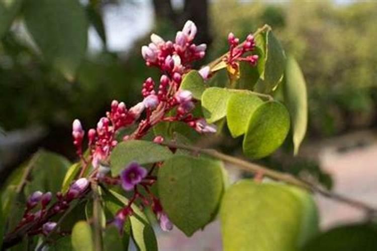 梦见杨桃树上好多杨桃