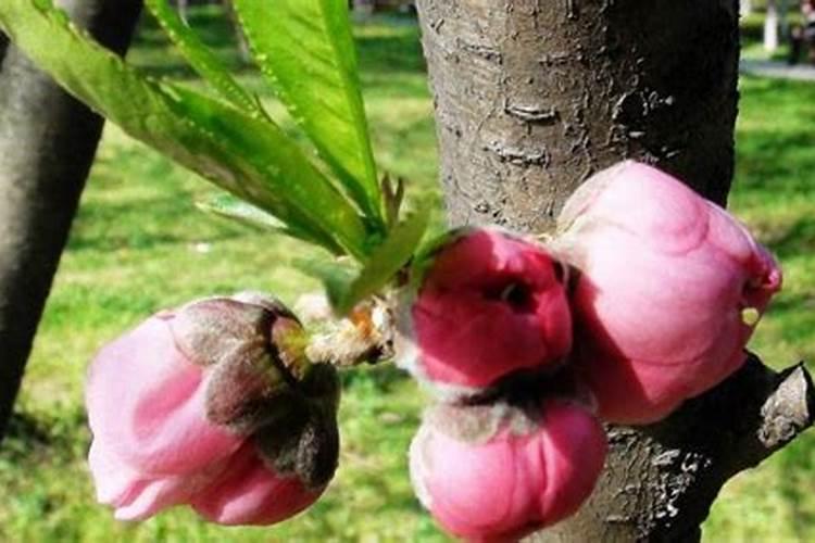 杨桃树保果肥,什么时候施肥好呢？