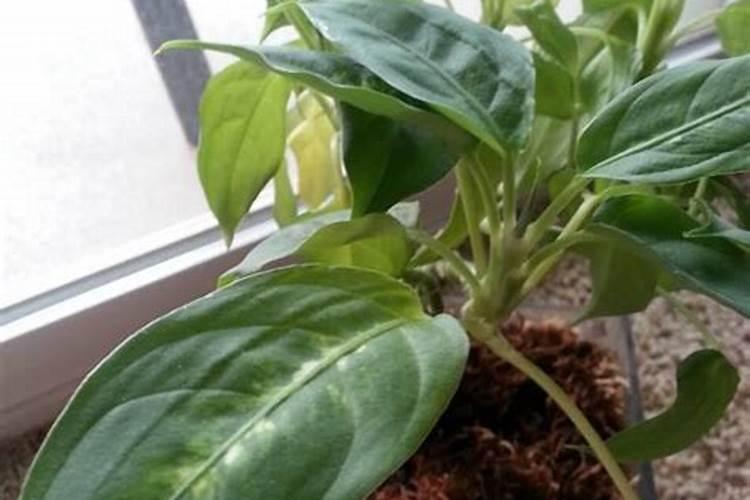 为什么不能给叶子浓度过高的钾肥原因是什么