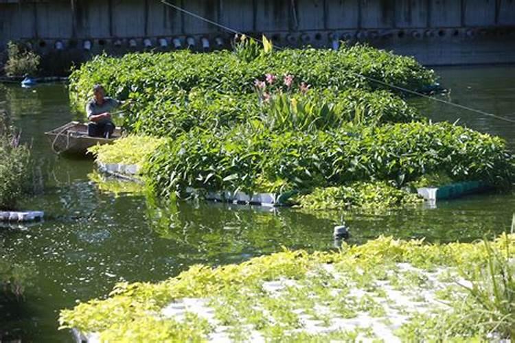 种菜也要开飞机？男子买6架飞机当农用如何