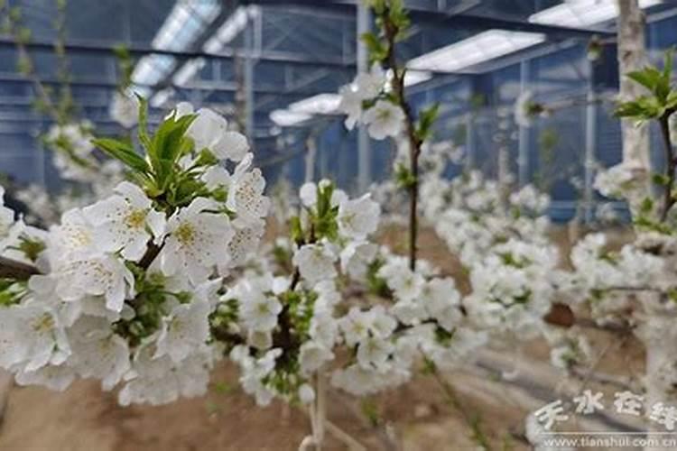大棚种的樱桃在花期建议冲什么肥？