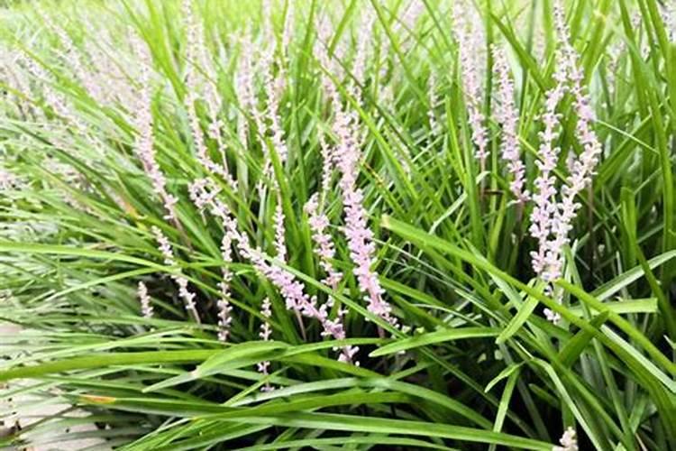 四季杜鹃花怎么浇水