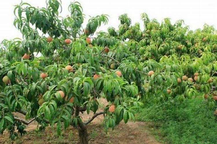 四季杜鹃花怎么浇水