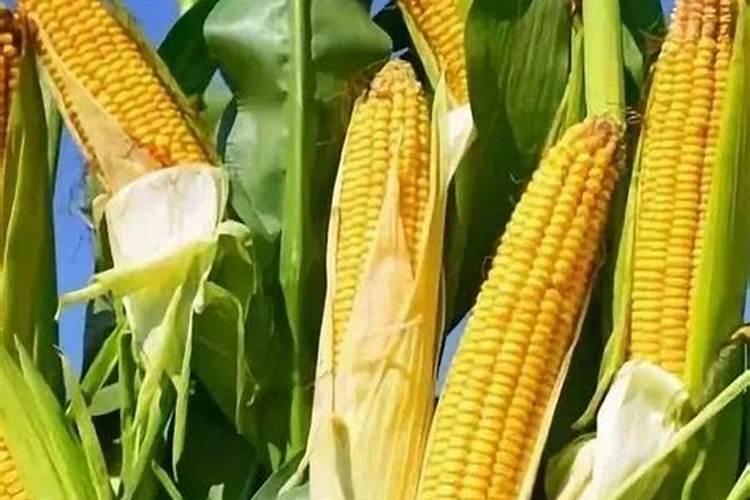 玉米底肥一次性施肥 氮磷钾 各用多少？