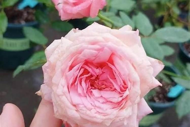 连续阴雨天月季怎么养