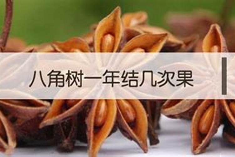 八角怎么种植 八角如何种植