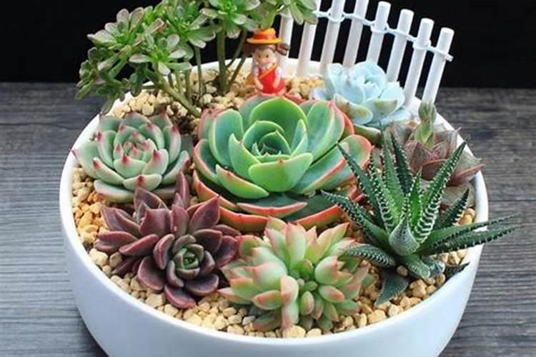 多肉植物需要什么肥料