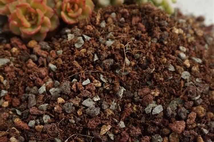 多肉施什么肥料最合适