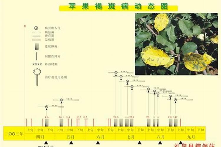 苹果树中后期管理要点 苹果树怎么施肥