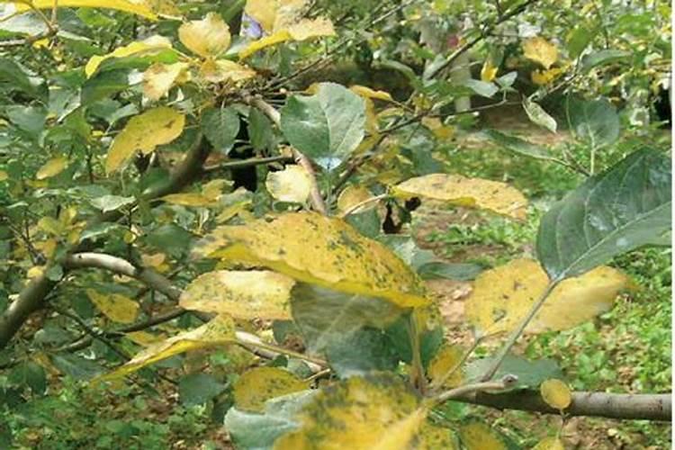 果树7.8月份大量落叶怎么补救