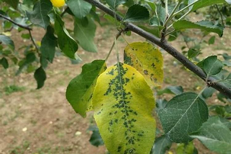 苹果树喷叶面肥最大配比是多少